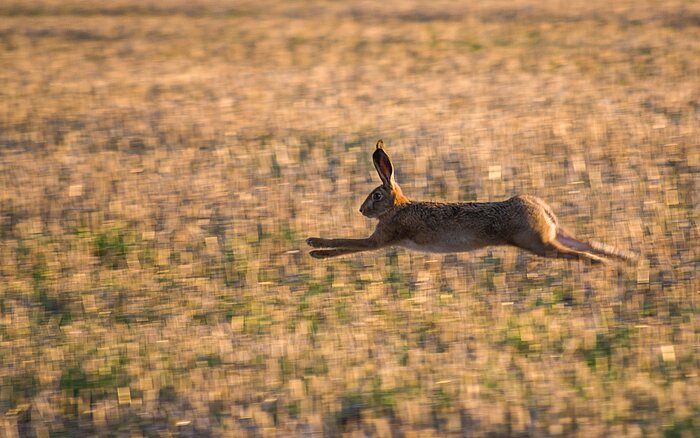 Ein brauner Feldhase rennt über ein großes Feld und springt durch die Luft.