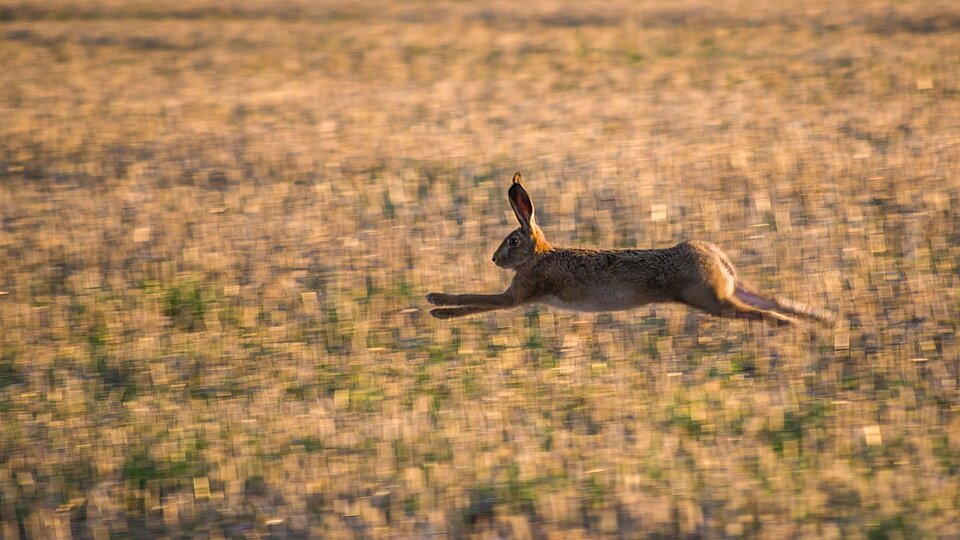 Ein brauner Feldhase rennt über ein großes Feld und springt durch die Luft.