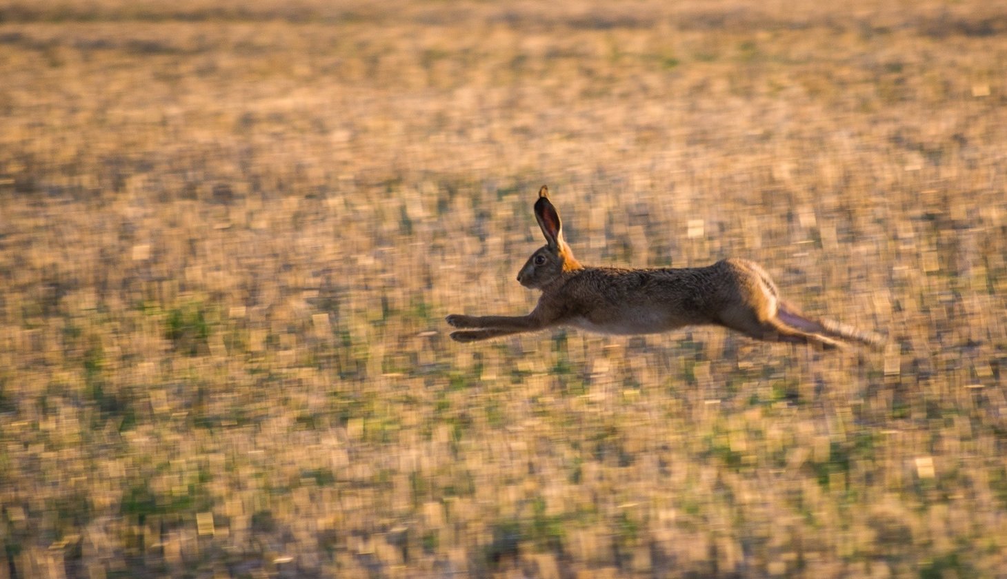 Ein brauner Feldhase rennt über ein großes Feld und springt durch die Luft.