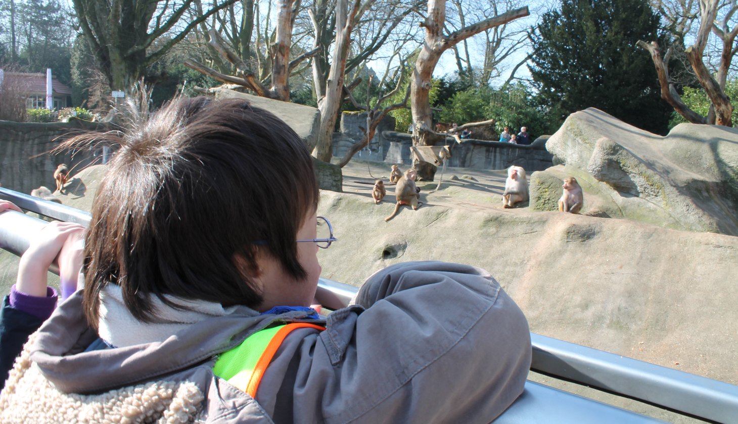 im Zoo, Kind schaut aufs Affengehege